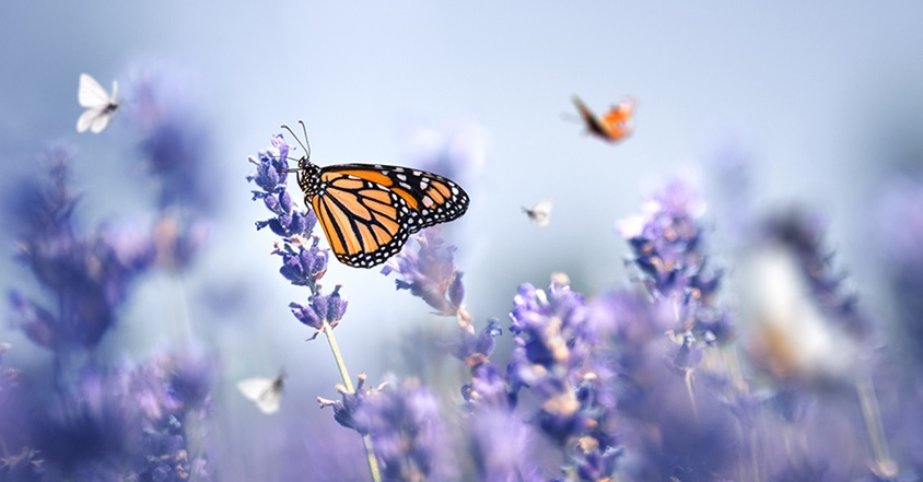 butterflies in a garden